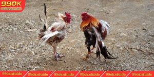 Gà Màu Gì Đá Hay Nhất - Kinh Nghiệm Chơi Màu Mạng Gà